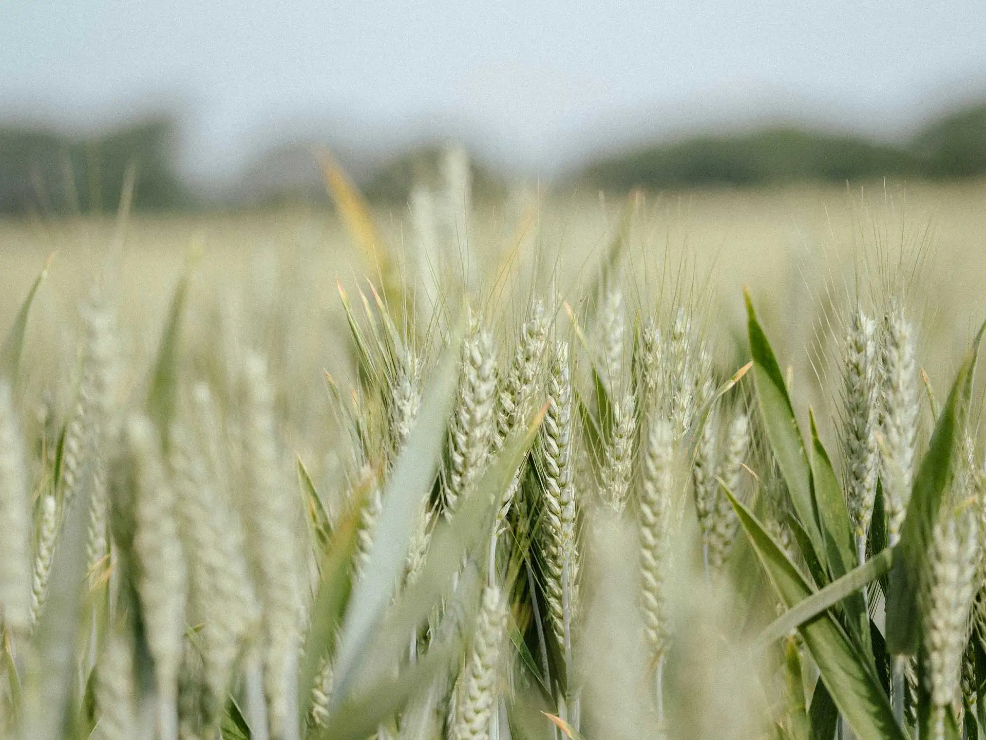 42 Yıllık Güvenin Adı: Anıl Tarım Makineleri